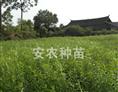 桃苗基地-安江桃苗/湖南桃苗