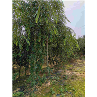 山东垂枝樱花基地