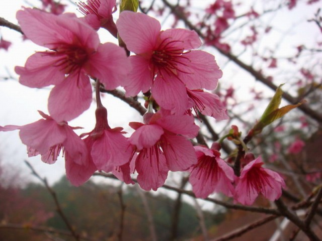 山东樱花丨山东樱花供应