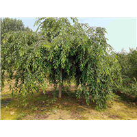 山东垂枝樱花批发