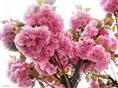 山东樱花丨山东樱花供应