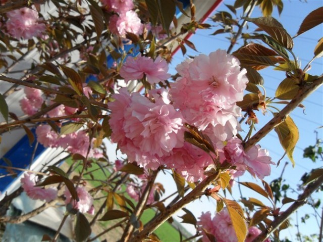 山东樱花丨山东樱花供应