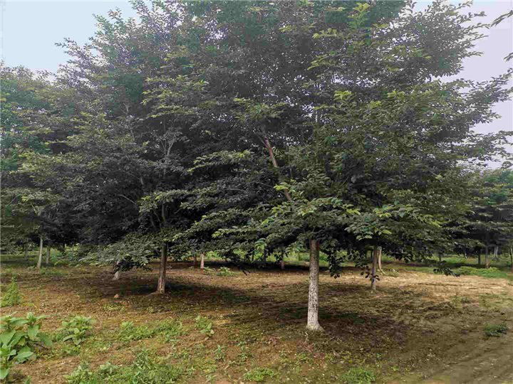 诸城染井吉野樱花基地