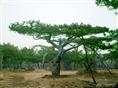 山东黑松价格