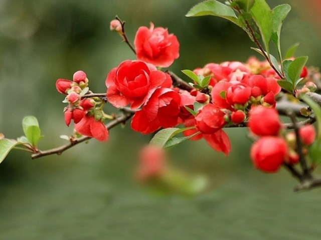 山东海棠