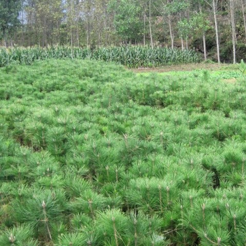 山东黑松价格