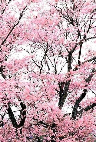 山东樱花丨山东樱花供应