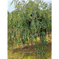 山东垂枝樱花供应