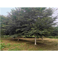 诸城染井吉野樱花基地