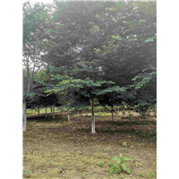 山东染井吉野樱花基地