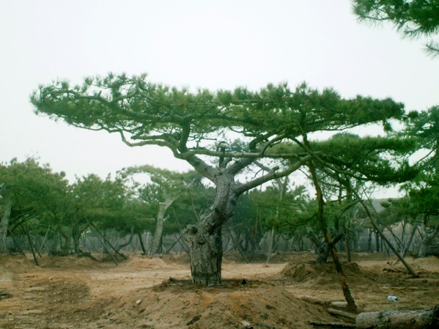 山东黑松价格