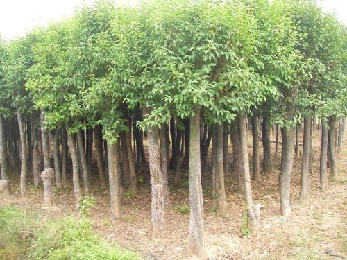 山东大叶女贞