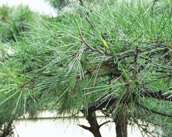 山东黑松价格