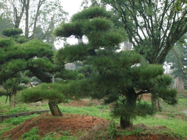 山东黑松价格