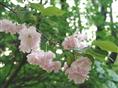 山东樱花丨山东樱花供应