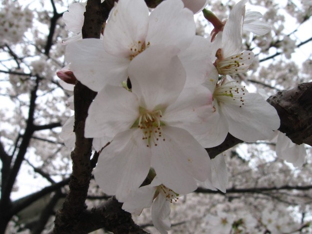 山东樱花丨山东樱花供应