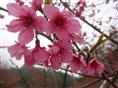 山东樱花丨山东樱花供应