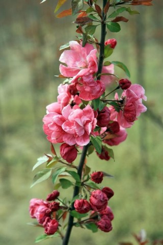 山东海棠