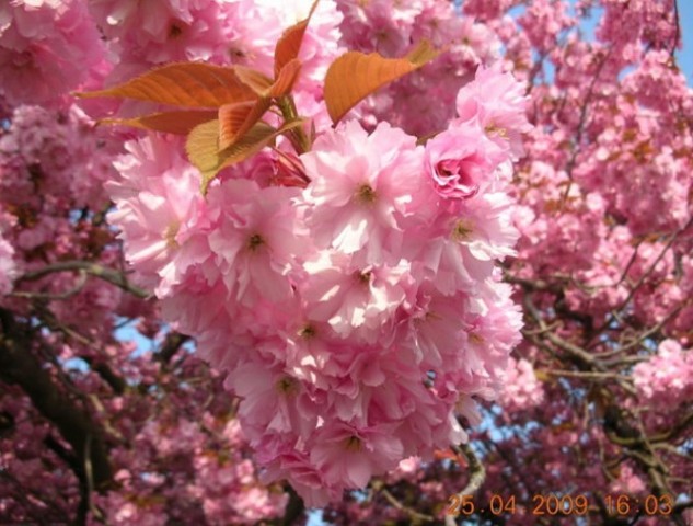 山东樱花丨山东樱花供应