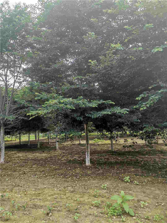 山东染井吉野樱花基地