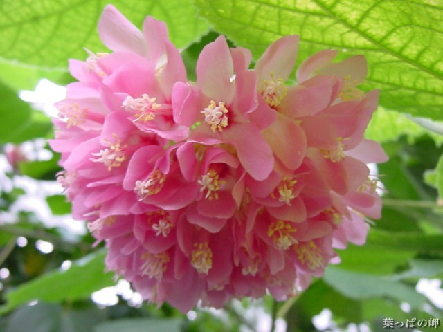 山东海棠