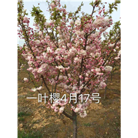 山东一叶樱花