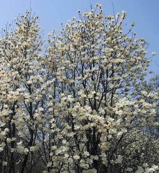 白玉兰