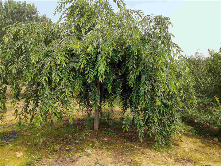 山东垂枝樱花批发
