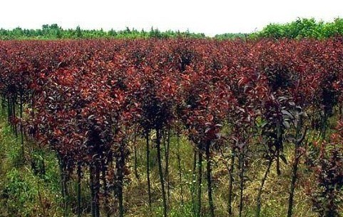山东紫叶李