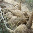 葛根种苗基地∷葛根种苗9