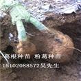 葛根种苗&粉葛种苗$【15102088572吴先】 