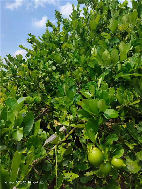 广东四季柠檬