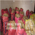 葛根种苗/粉葛种苗1 葛根批发 