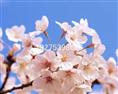 山东樱花丨山东樱花批发