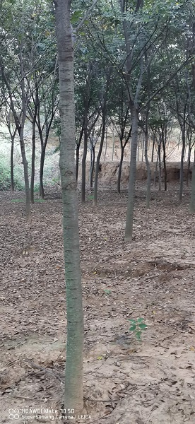 山东榉树 