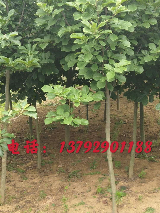 山东玉兰 