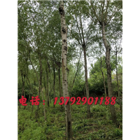 山东柳树 