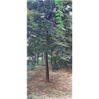 榉树批发 