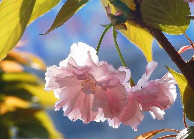 山东樱花丨山东樱花批发
