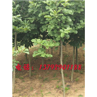 山东玉兰 