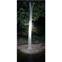 榉树批发 