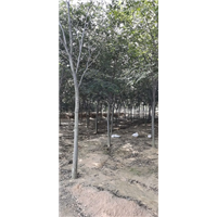 山东榉树 