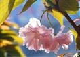 山东樱花丨山东樱花批发