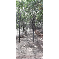 山东榉树 