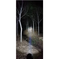 山东榉树 