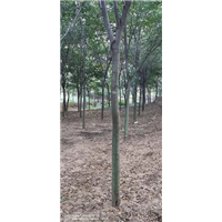 山东榉树树 
