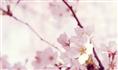 山东樱花丨山东樱花批发