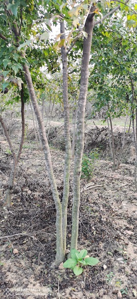 山东榉树 