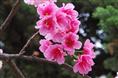 山东樱花丨山东樱花批发