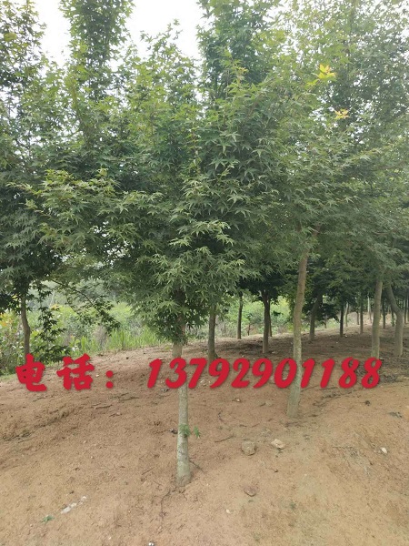 山东三角枫 